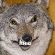 CombatWombat